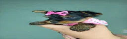 Yorkshire Terrier dogs for sale: Beautiful Yorkies for sale - Advert 27