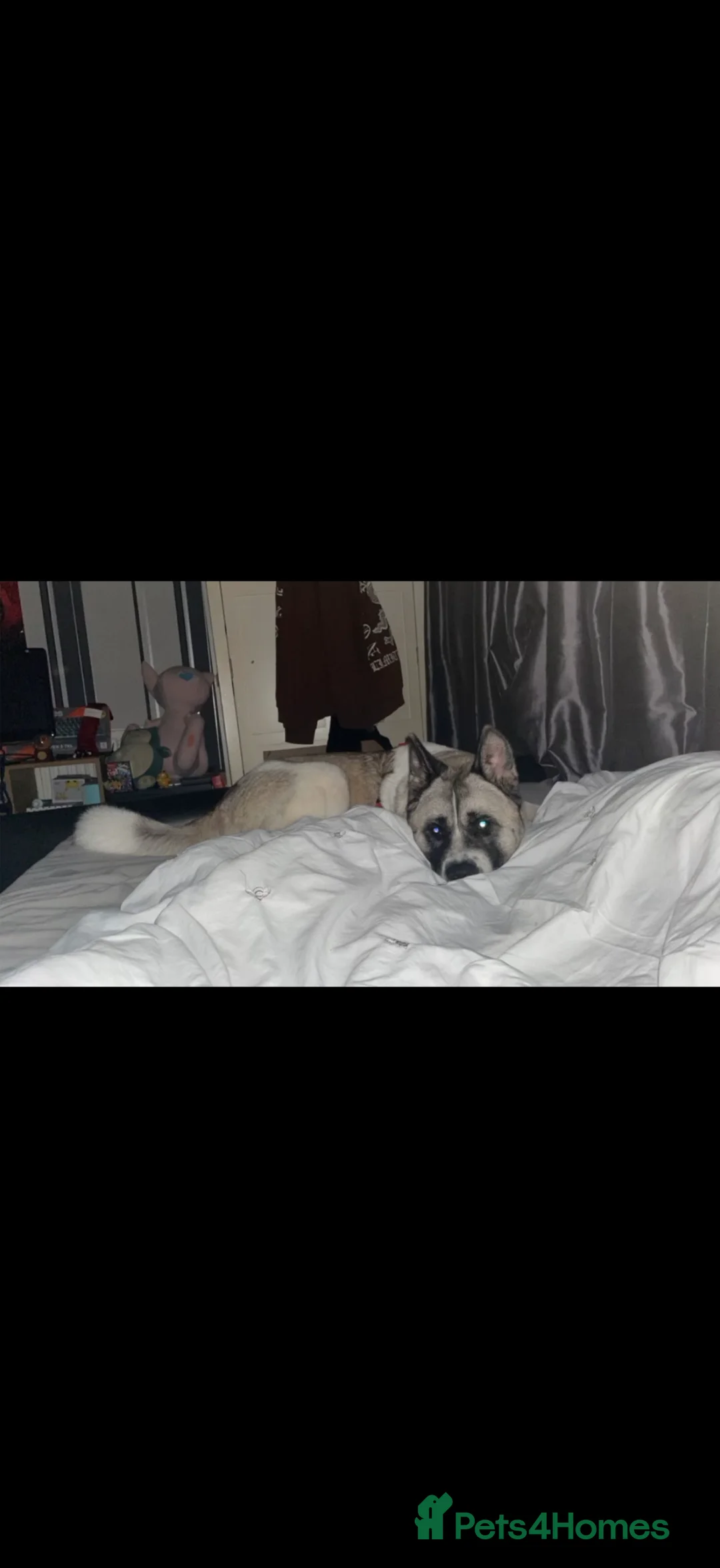 Akita dogs for sale: Female Akita 4 years old - Advert 1