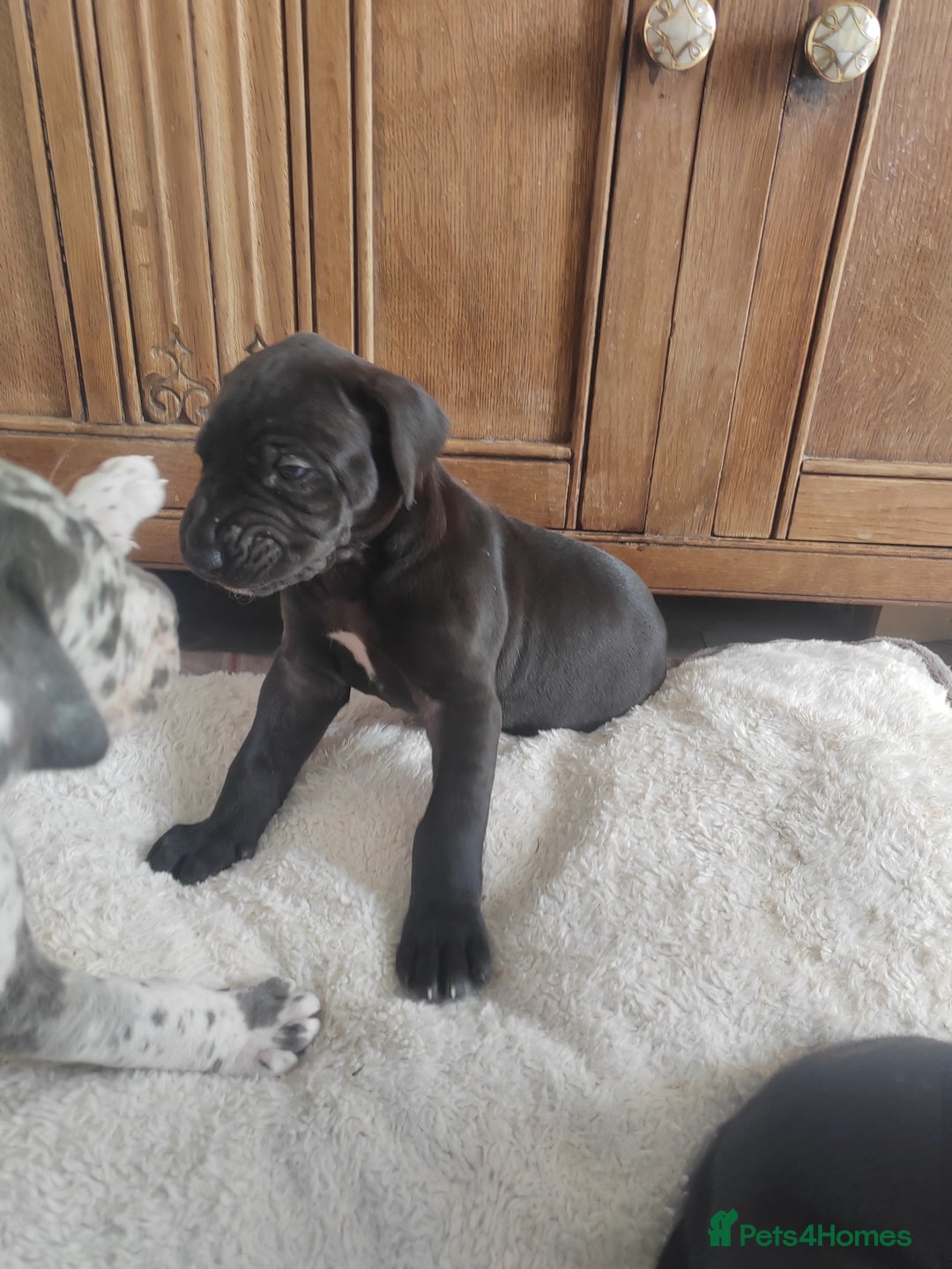 Great Dane dogs for sale: Beautiful KC registered Great Dane Puppies  - Image 13