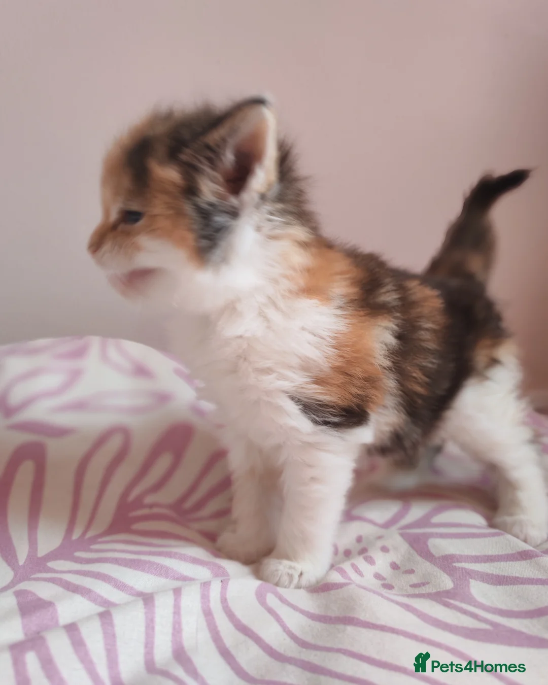 Maine Coon cats for sale: Beautiful Maine Coon Kittens  - Advert 17