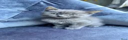 Domestic Shorthair cats for sale: 4Beautiful blue/grey Domestic Shorthair kittens 💕 - Advert 9