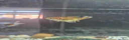 Fancy Goldfish fish for sale: 2 Fancy Goldfish in Wolverhampton - Advert 11