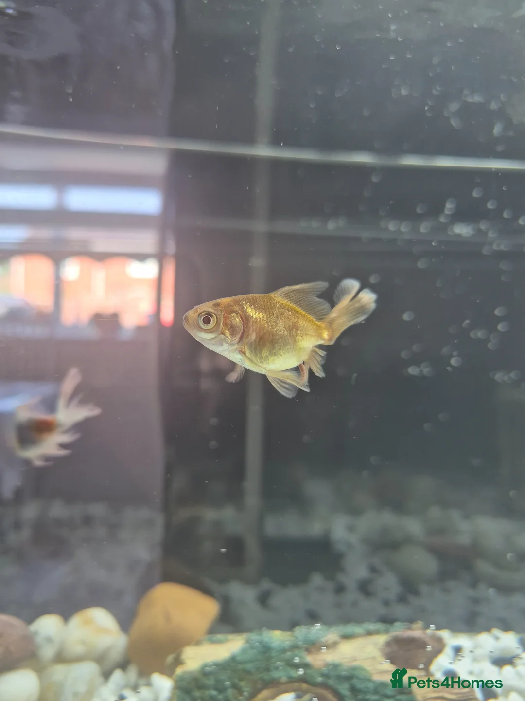 Fancy Goldfish fish for sale: 2 Fancy Goldfish in Wolverhampton - Advert 11