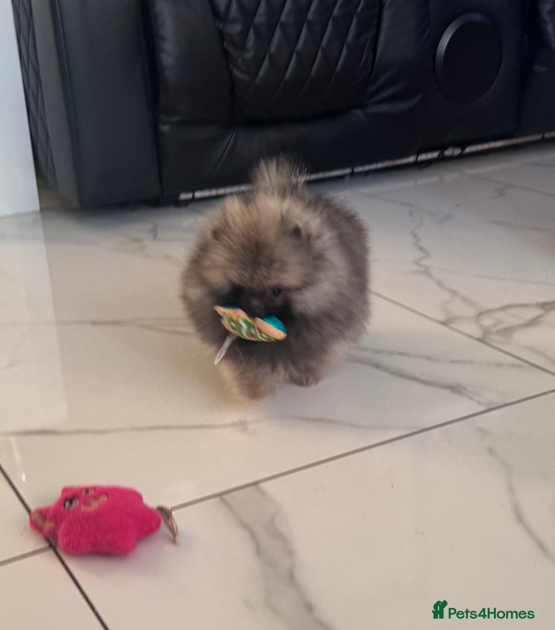 Pomeranian dogs for sale: Fabulous boys available to discerning pet homes - Advert 20