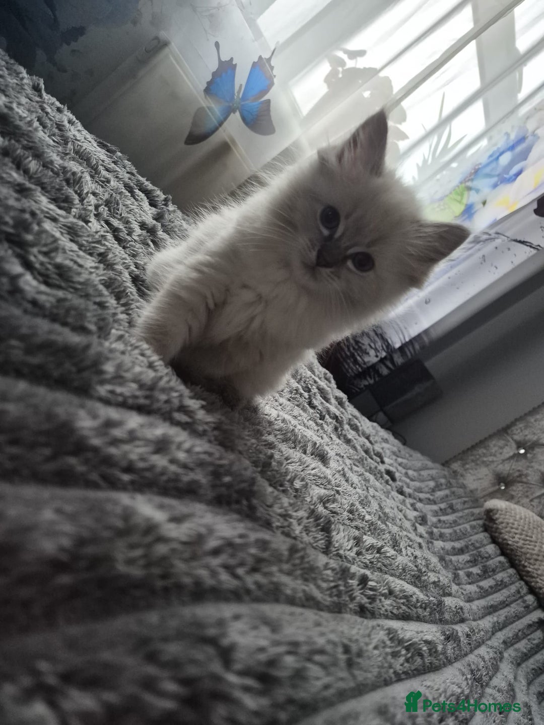 Ragdoll cats for sale: Adorable Ragdoll Kittens GCCF  Active registered  - Advert 5