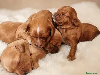 Cavapoo dogs F1 Cavapoos - Advert 1