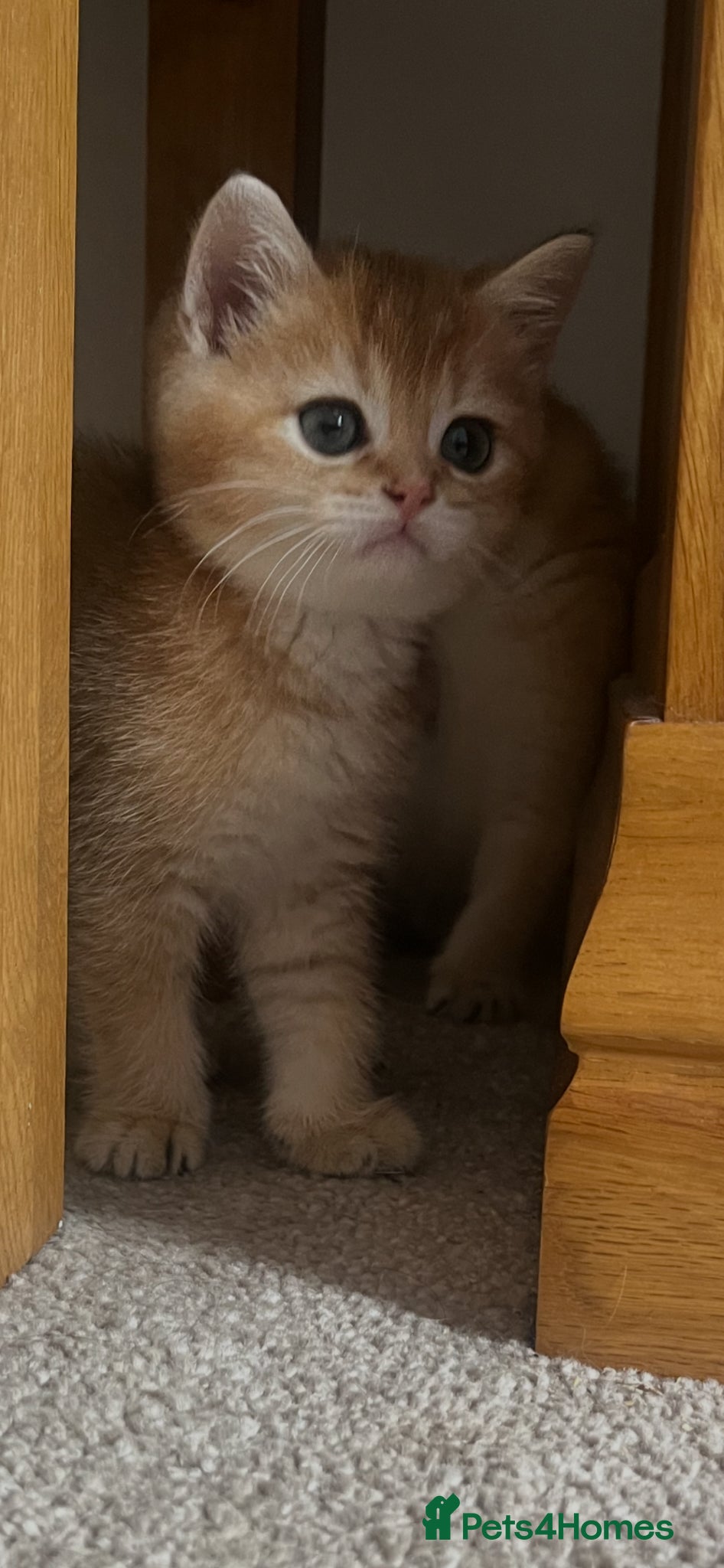 British Shorthair cats GOLDEN NY12 INTERNATIONAL CHAMPION BLOODLINE  - Advert 2