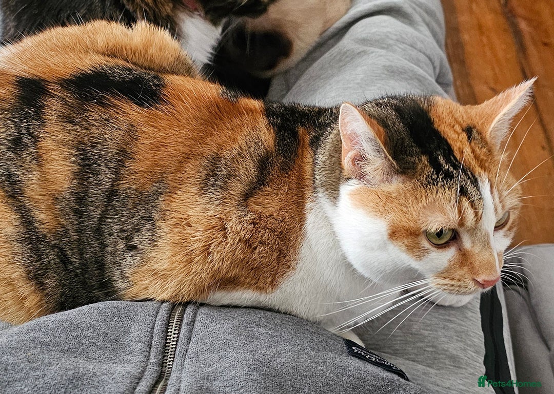 Domestic Shorthair cats for sale: Stunning Caliby cat - Super friendly - Image 3
