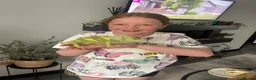 Chameleon reptiles for sale: Chameleon and full set up in Salisbury - Advert 2