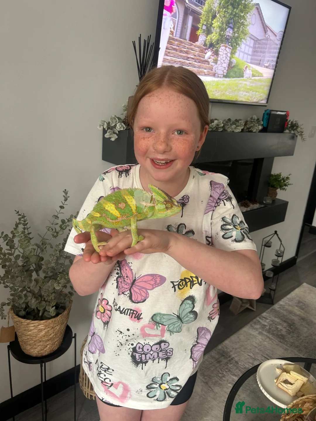 Chameleon reptiles for sale: Chameleon and full set up in Salisbury - Advert 2