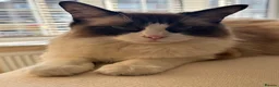 Ragdoll cats for sale: 6 adorable pure-ragdoll Kittens for sale in Walton-on-Thames - Advert 5