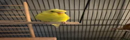 Budgerigars birds for sale: Boy and girl bugdies in Barnsley - Advert 4