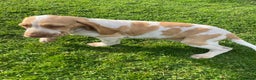 Bracco Italiano dogs for sale: Lovely female Bracco  - Advert 6