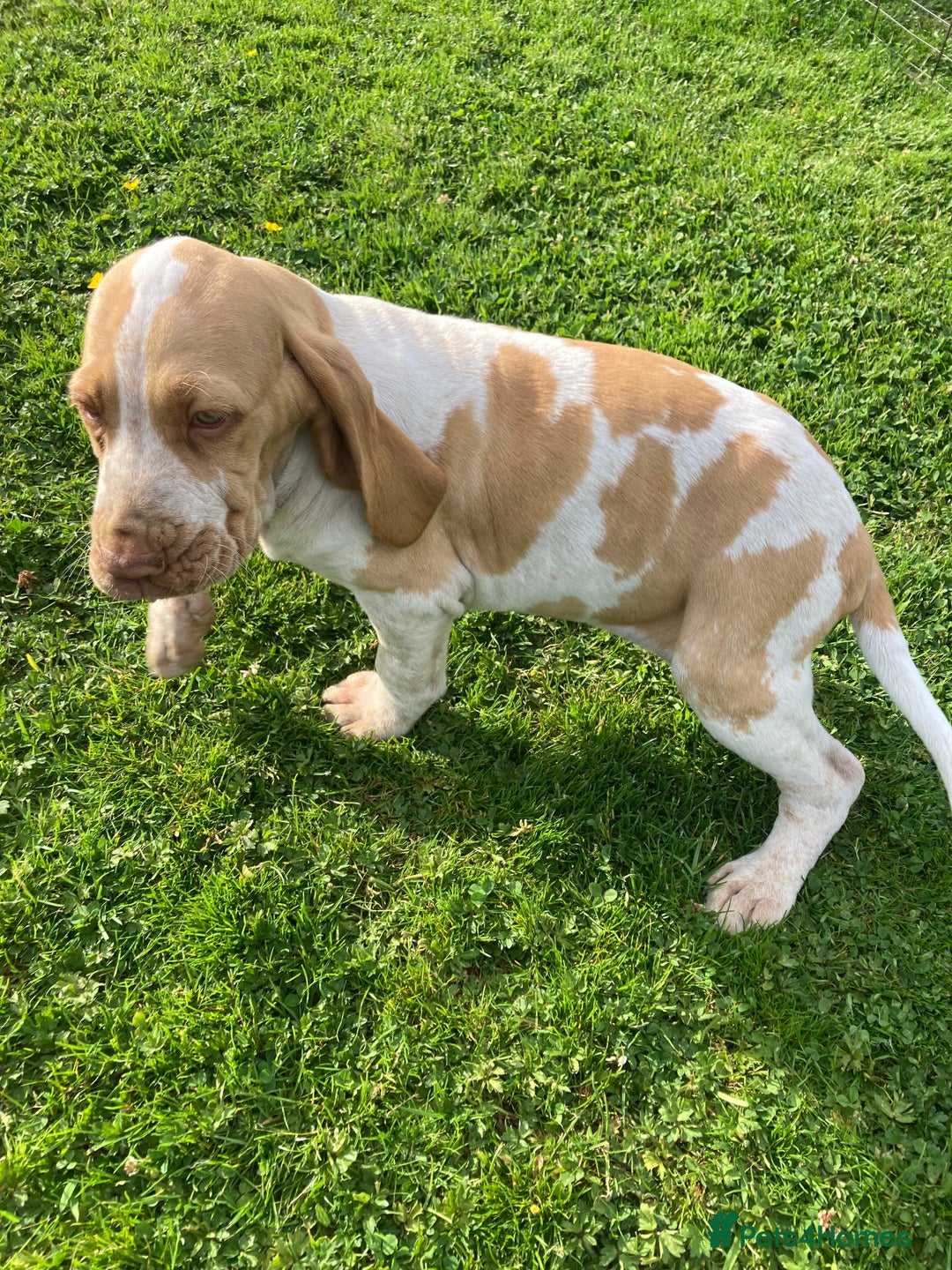 Bracco Italiano dogs for sale: Lovely female Bracco  - Advert 6