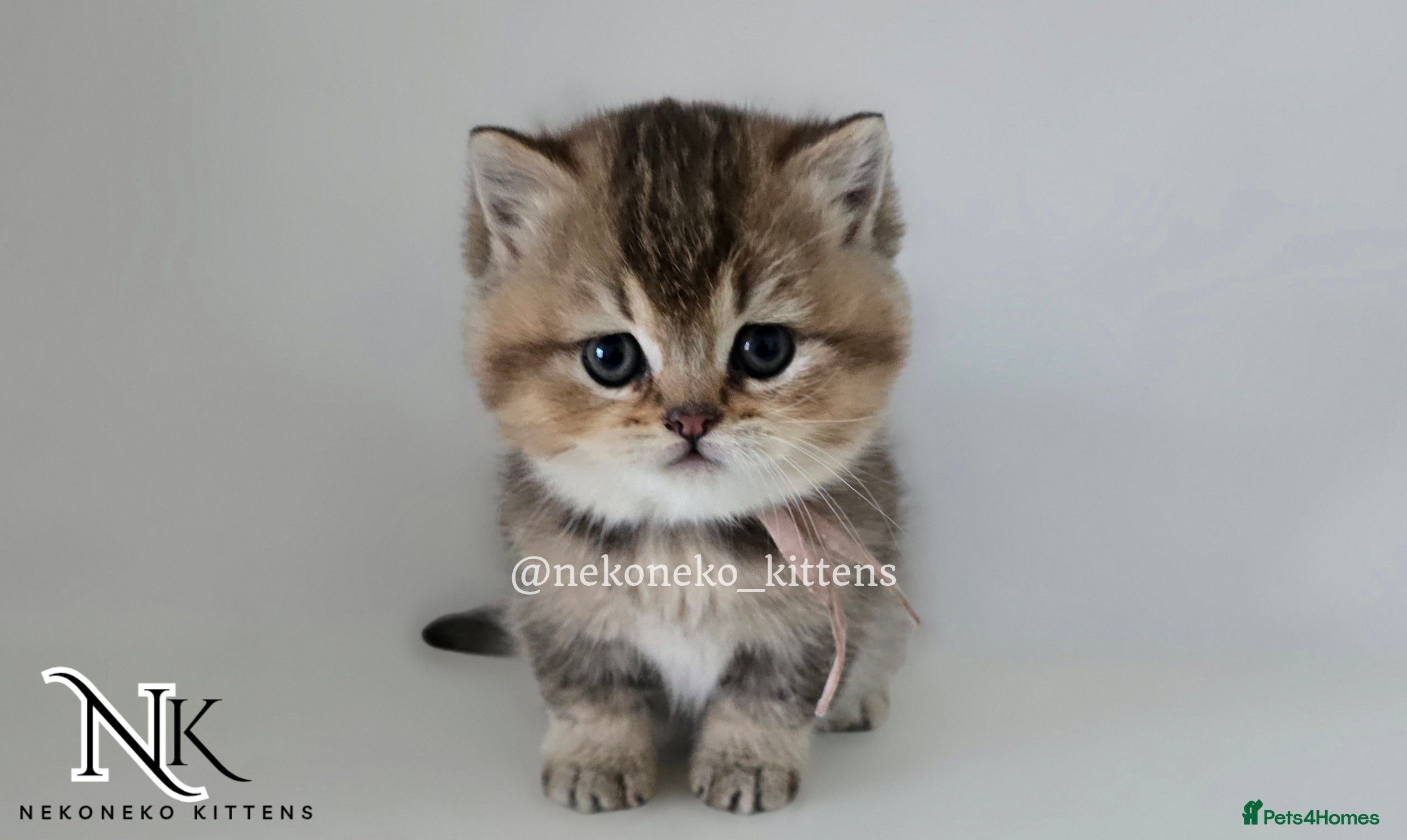 British Shorthair cats GCCF REGISTERED BSH TEDDY'S 🐻 🧸  - Advert 3