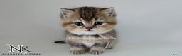 British Shorthair cats for sale: GCCF REGISTERED BSH TEDDY'S 🐻 🧸  - Advert 2