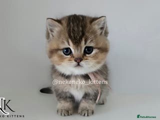 British Shorthair cats GCCF REGISTERED BSH TEDDY'S 🐻 🧸 - Advert 4
