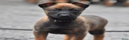 Belgian Shepherd Dog dogs for sale: Exclusive bloodlines  - Advert 36