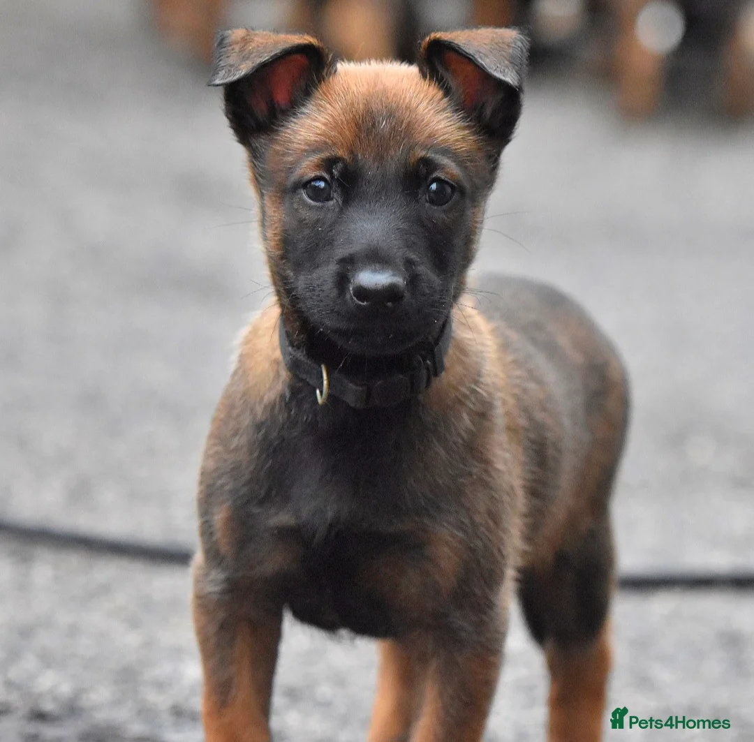 Belgian Shepherd Dog dogs for sale: Exclusive bloodlines  - Advert 36