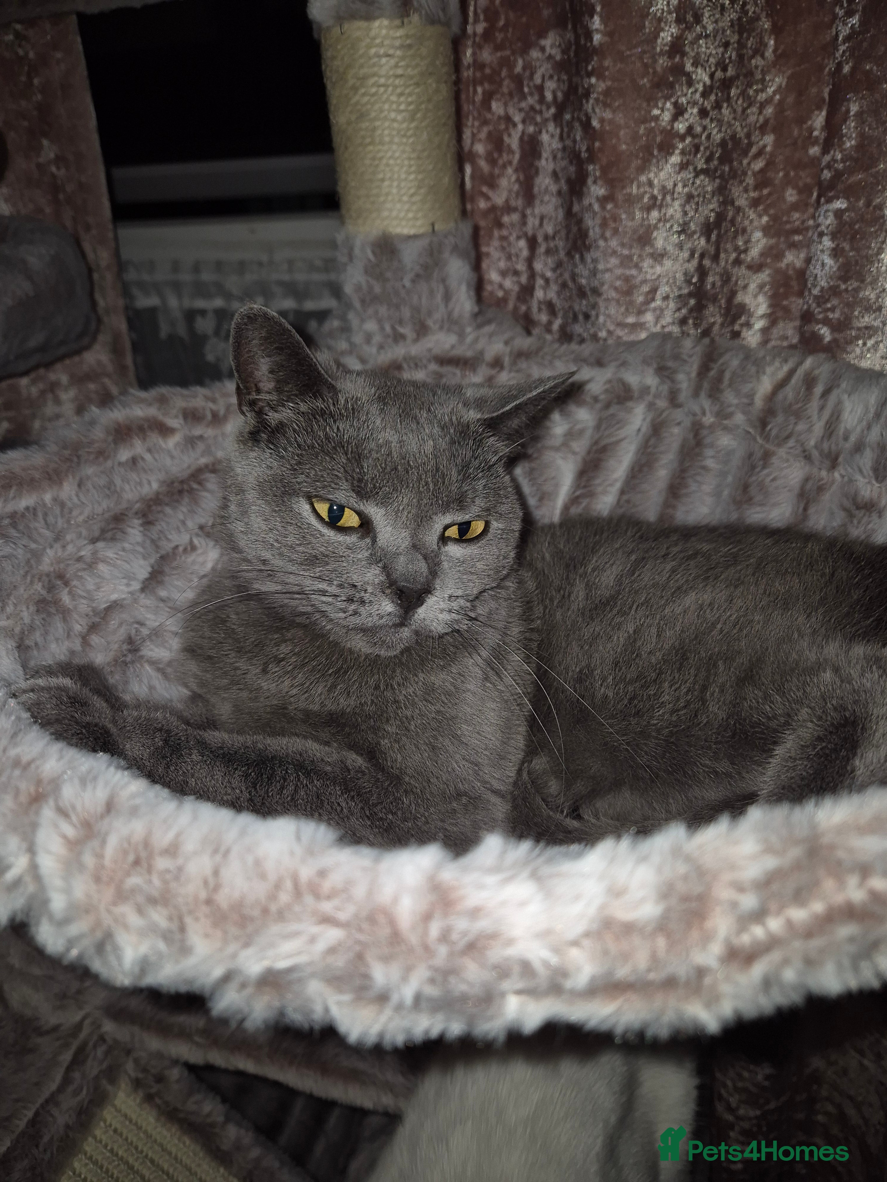 British Shorthair cats Beautiful - Advert 1