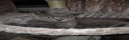 British Shorthair cats for sale: Beautiful - Advert 1