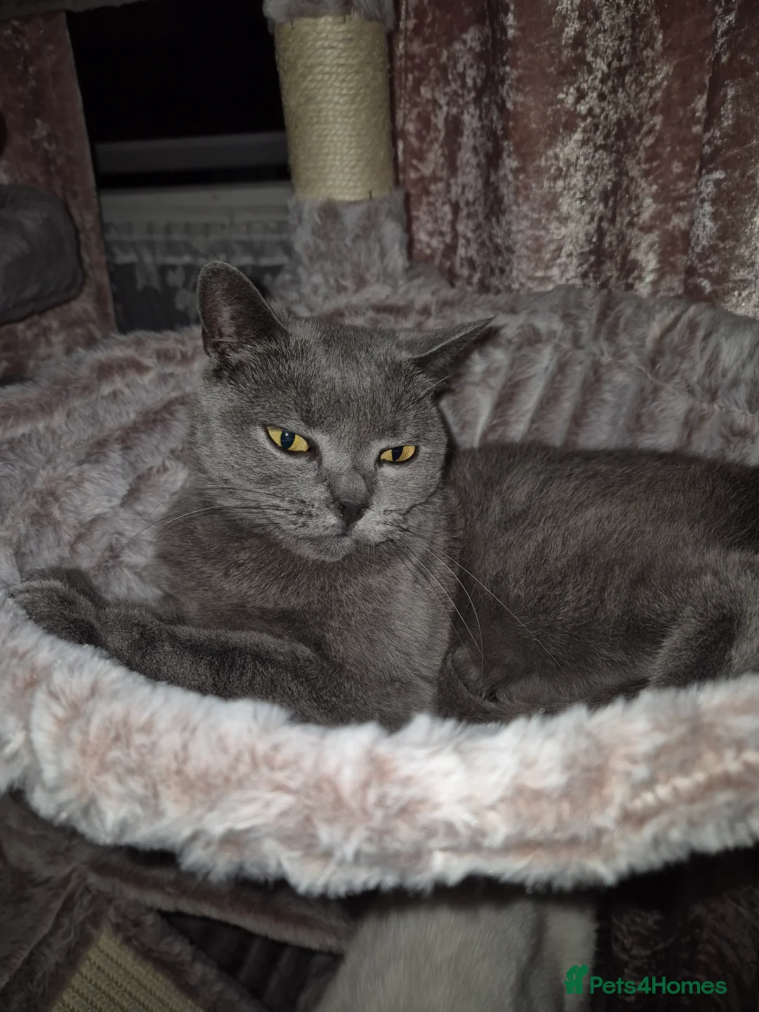 British Shorthair cats for sale: Beautiful - Advert 1