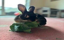 Mixed Breed rabbits for sale: Black/brown rabbit  - Image 4