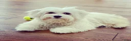 Maltese dogs for sale: ADORABLE TOY MALTESE PUPPIES 3 GIRLS & 2 BOYS 🐾 - Advert 3