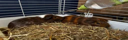 Guinea Pig rodents for sale: 2 Bonded Male Guinea Pigs + Full Setup & Extras in Oswestry - Advert 5