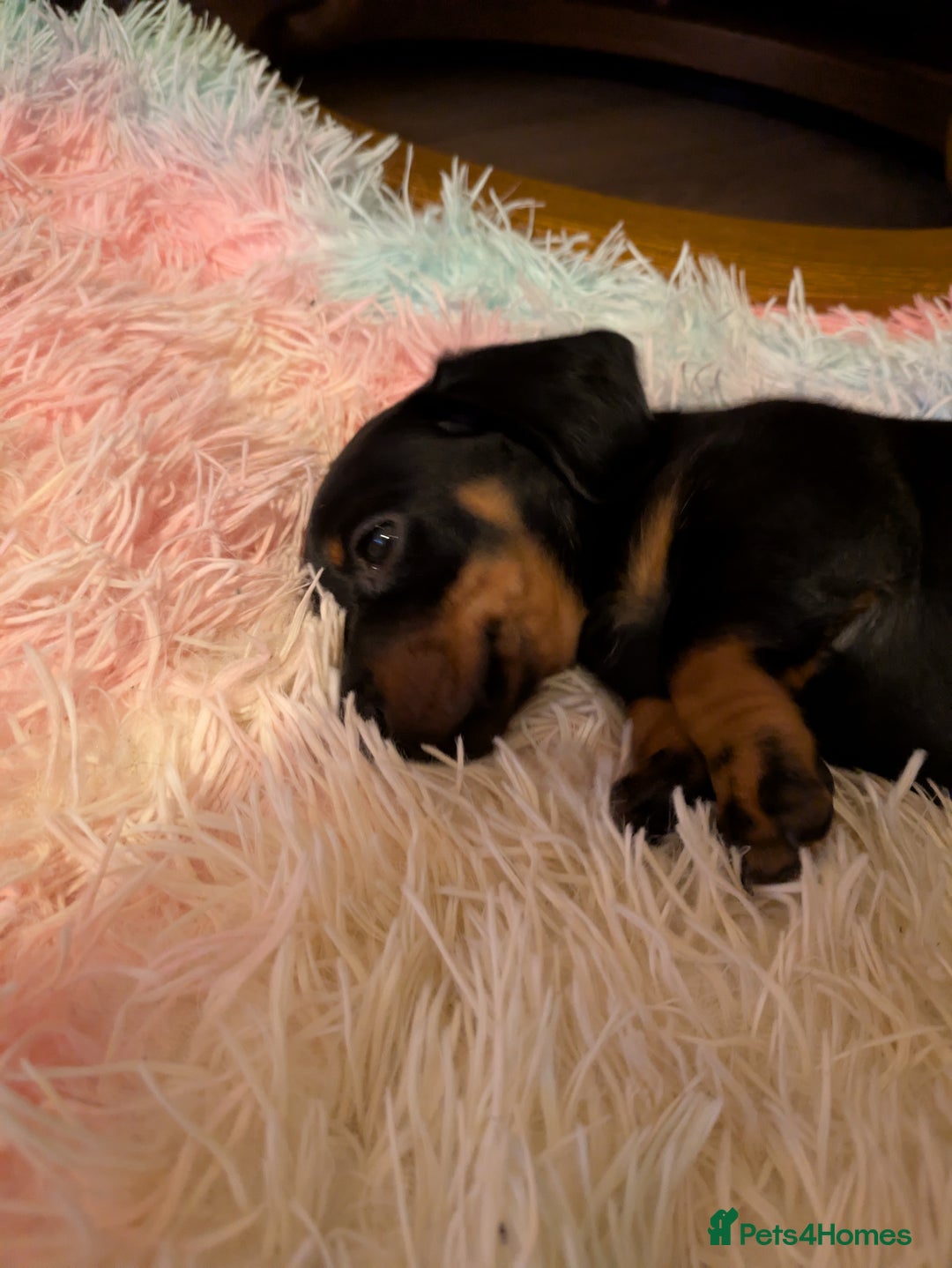 Miniature Dachshund dogs for sale: Miniature Dachshund  - Image 2