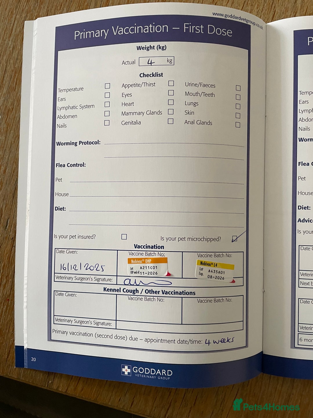 English Springer Spaniel dogs for sale: Gorgeous springer spaniel puppies  - Advert 8