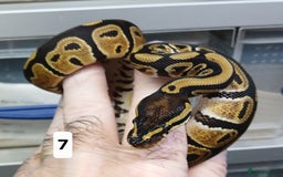 Python Snake reptiles for sale: Royal Python Morphs Males - Image 16