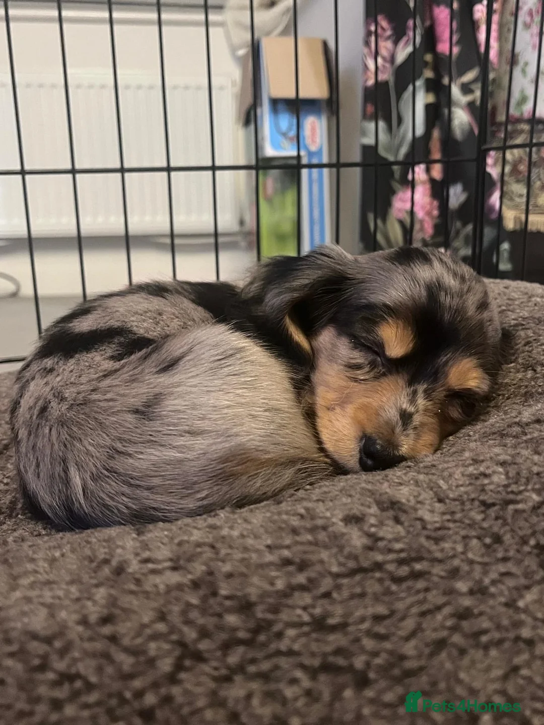 Dachshund dogs for sale: Beautiful Dashchund - Advert 4