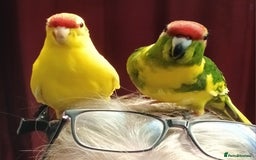Parakeets birds for sale: Kakariki's x4 handreared kakariki's  - Image 14