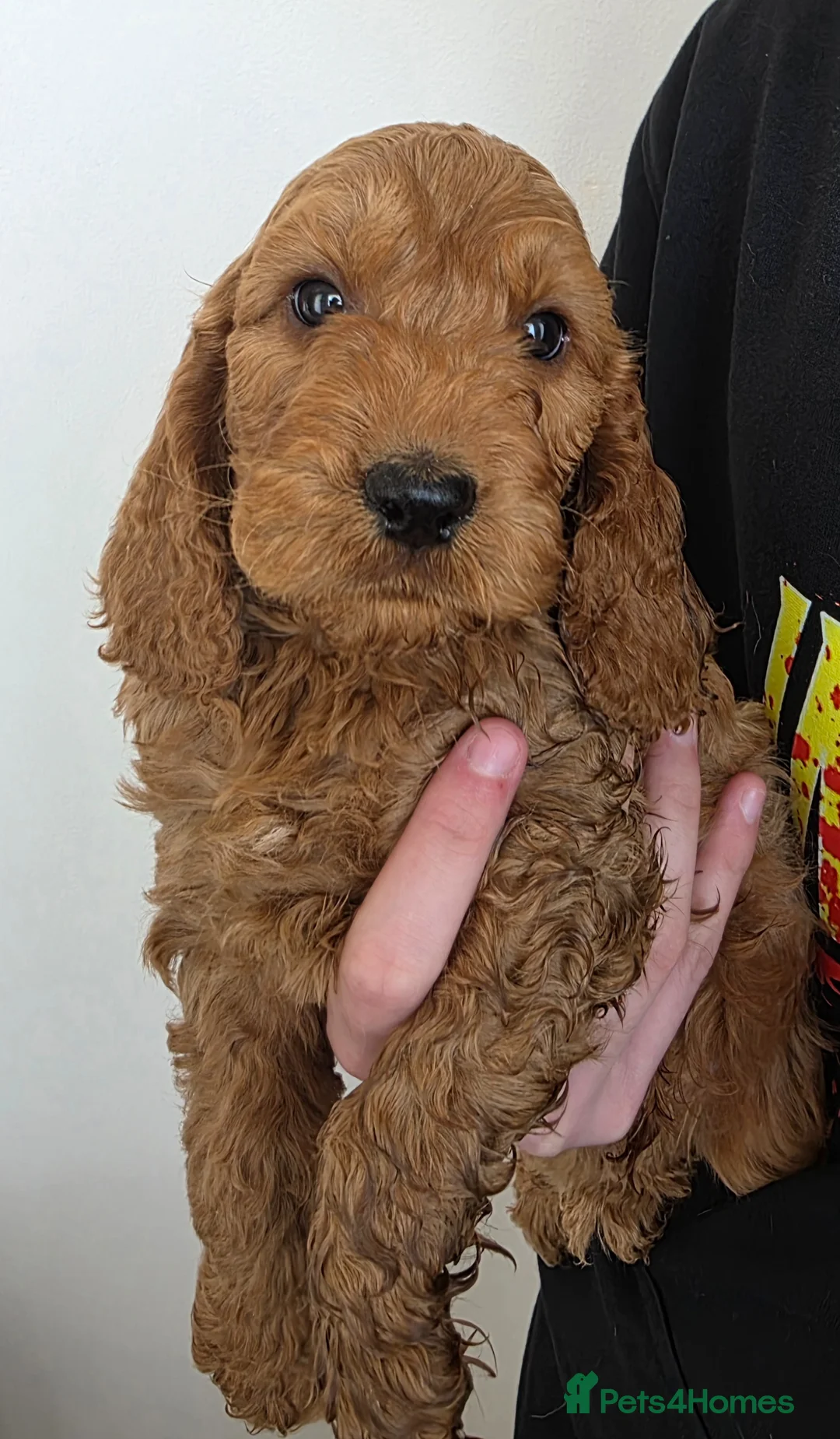 Cockapoo dogs for sale: Stunning f1 fox red cockapoos  - Advert 20