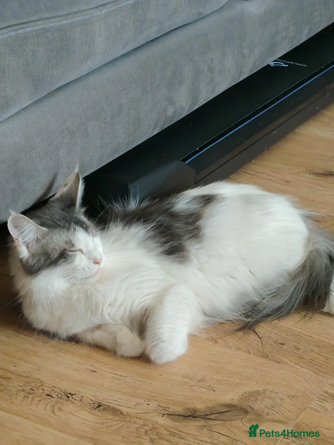 Maine Coon cats for sale: Maine Coon kittens in Cupar - Advert 15