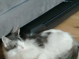 Maine Coon cats Maine Coon kittens - Advert 11