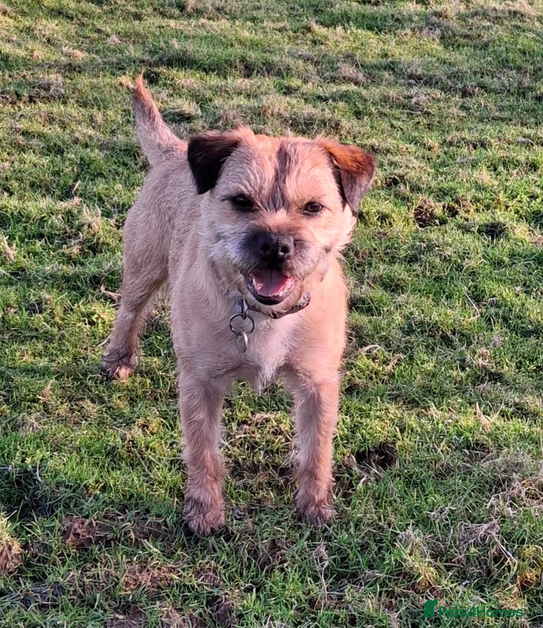 Border Terrier dogs for stud: KC Border Terrier For Stud, SLEM Clear - Advert 2