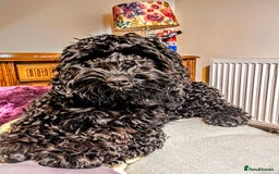 Cockapoo dogs for sale: TRAINED PUPPY - Cockapoo - essential training in Port Talbot - Image 3