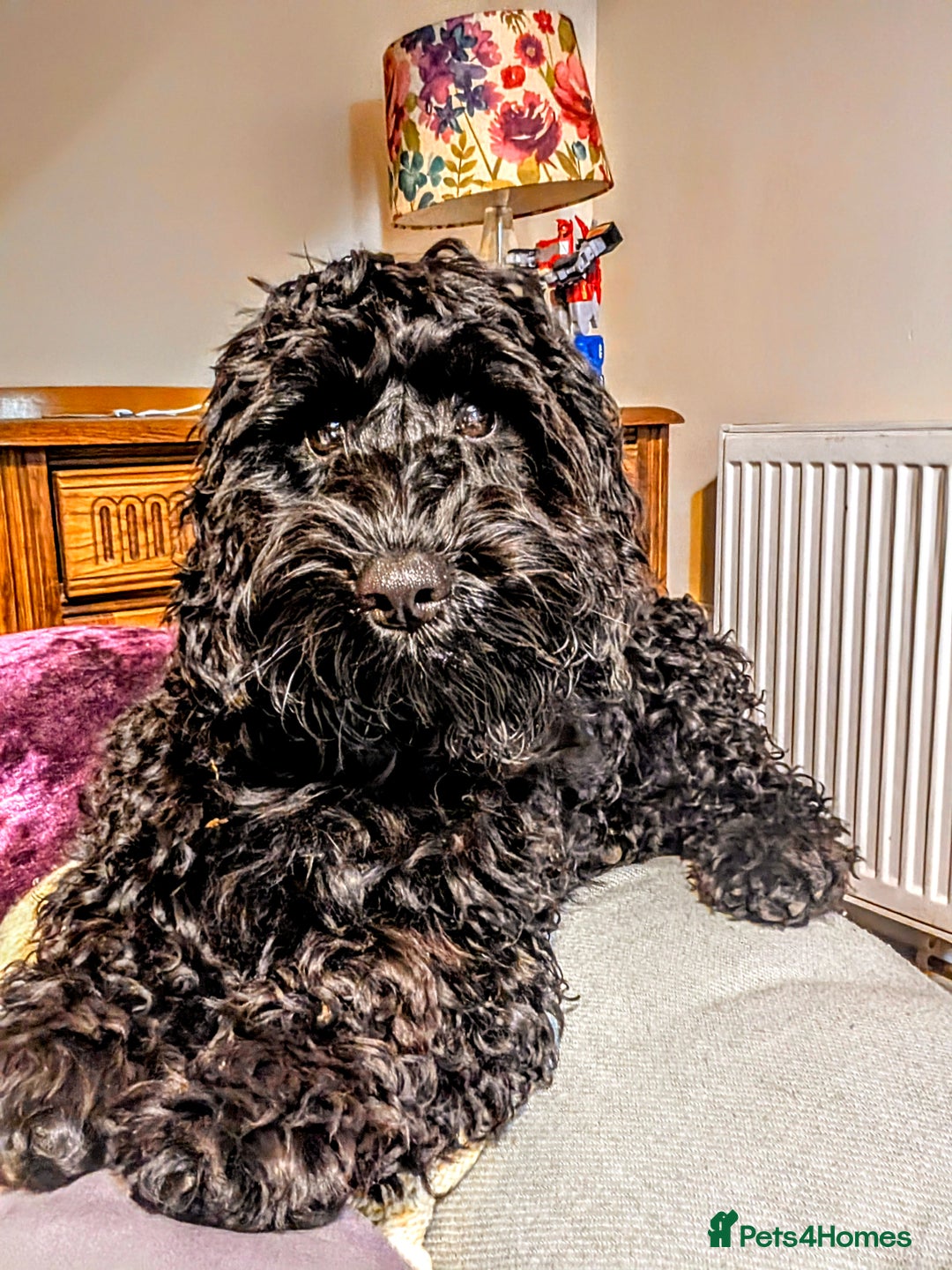Cockapoo dogs for sale: TRAINED PUPPY - Cockapoo - essential training in Port Talbot - Image 3