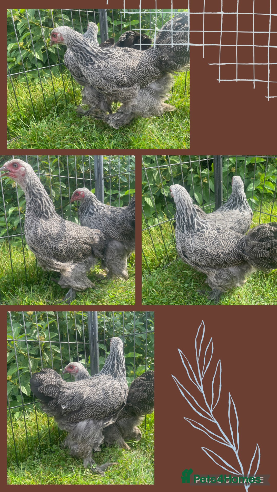 Chickens poultry Dark silver Brahma hens - Advert 1