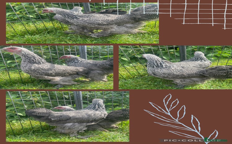 Chickens poultry Dark silver Brahma hens - Advert 1