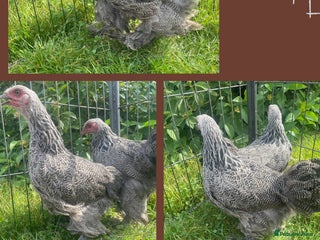 Chickens poultry Dark silver Brahma hens - Advert 1