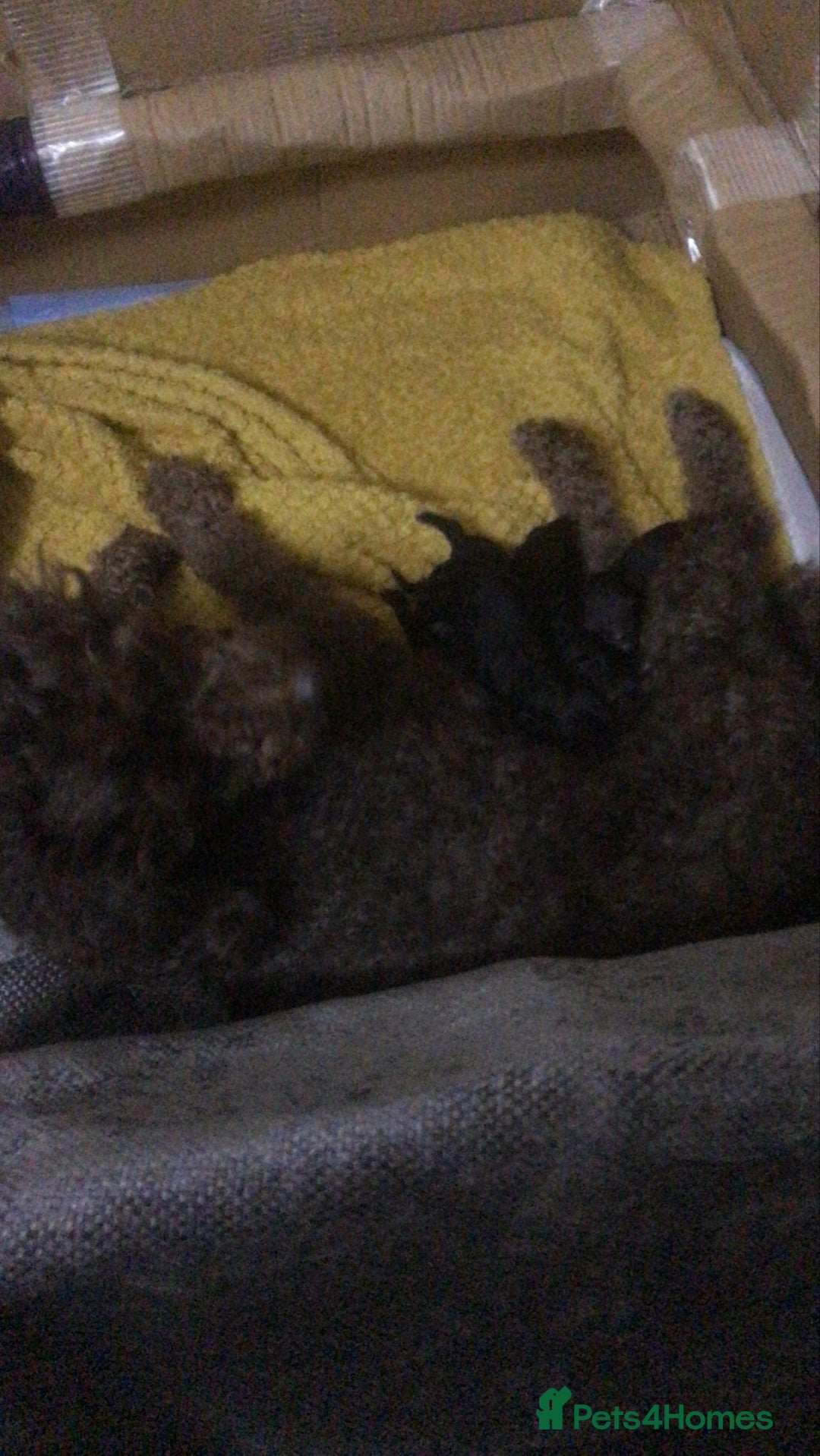 Miniature Poodle dogs for sale: Kc Miniature poodle - Image 3