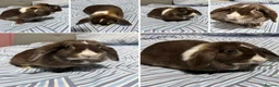Mini Lop rabbits for sale: Bonded Mini Lop Pair - Looking for a Forever Home in Southampton - Advert 4