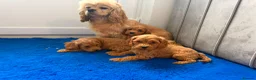 Cavapoo dogs for sale: Ready to find there forever caring homes 💙🩷 - Advert 9