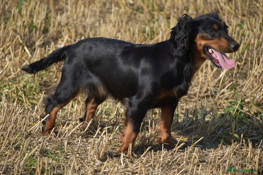 Cocker Spaniel dogs for sale: beautiful tri coloured working cocker spaniels  - Image 7