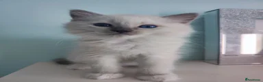 Ragdoll 2