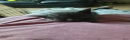 Mixed Breed cats for sale: Russian blue x - Advert 3