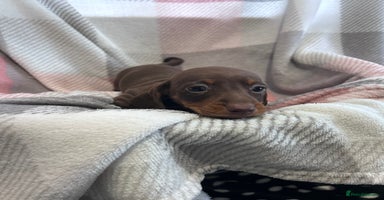 Dachshund dogs - Advert 16